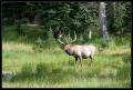 CRW_8639 Elk wider